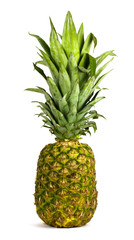 pineapple on a white background