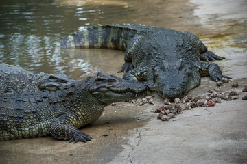 Obraz premium Crocodile