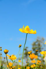 cosmos yellow flowers