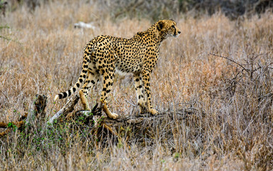 Fototapeta na wymiar A Cheetah surveying the land ahead
