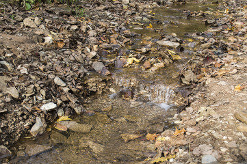 Forest stream and the fallen-down autumn leaves