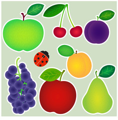 Vector fruit set isolated on white