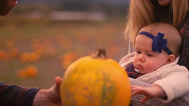 A man showing a pumpkin to his baby girl at the pumpkin patch, and she reaches out to touch it, close up
