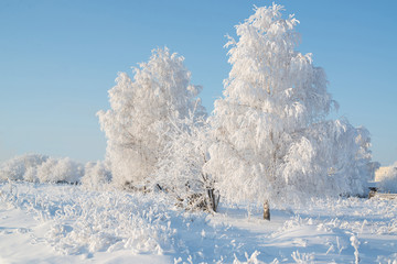 Snow-covered trees