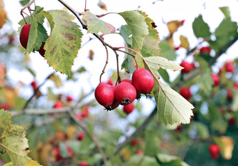 Red hawthorn berries on the branches