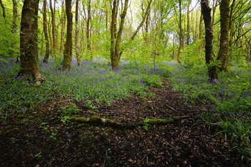 Sunlight on the Woodland Bluebells