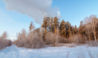Панорама зимнего соснового леса, Россия, Урал  © 7ynp100