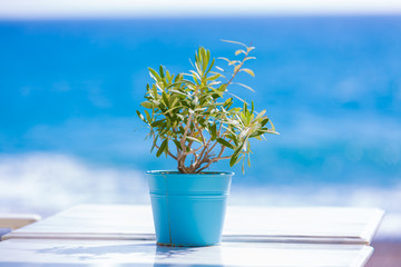 olive tree on a table outdoor cafe