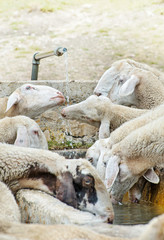 Pecore assetate