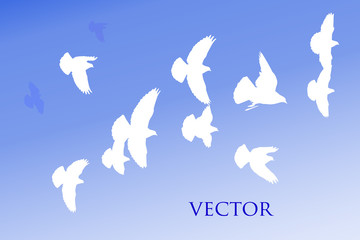 a flock of white birds is dashingly flies in the sky