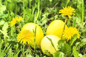 Obraz na płótnie Canvas Three yellow Easter eggs in green grass