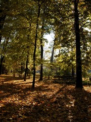 Plakat trees in park at autumn