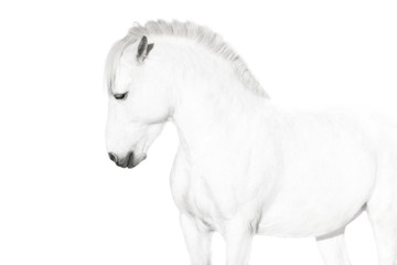 Fototapeta na wymiar White horse on a white background