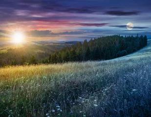  day and night composite image of large meadow with herbs,  trees in mountain area © Pellinni