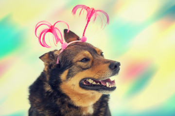 Portrait of dog wearing Christmas headband