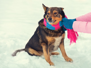 Woman tying a scarf on a dog in cold winter