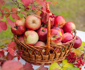 Basket with apples on the grass in the autumn orchard