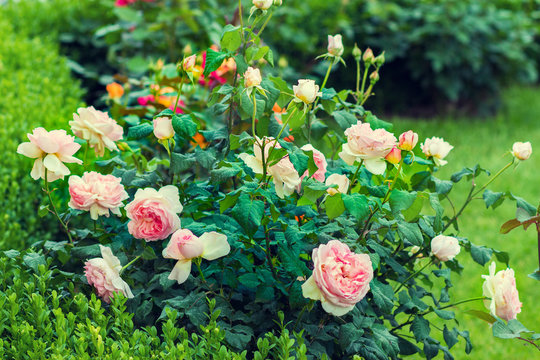 Rose Bush In The Garden