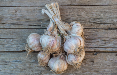 Bunch of garlic