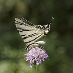 Iphiclides podalirius, Scarce swallowtail, Sail swallowtail, Pear-tree swallowtail from France, Europe