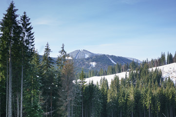Snowy hill with fir trees landscape