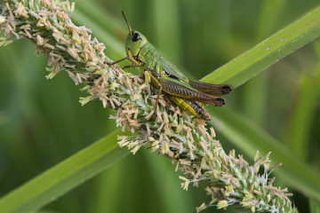 Grashüpfer