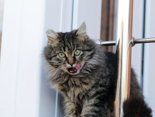 Kitten licks lips and looks right at you