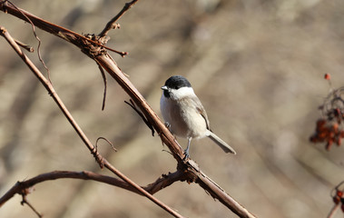 The bird that sits on the vineyard