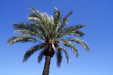 Obraz premium Palm