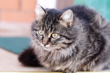 Portrait of kitten gray color