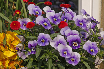 Violets and red daisies in front of a windowsill in Germany