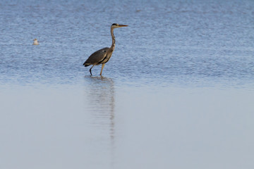 Grey heron close up