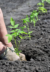 farmer planting a tomato seedling