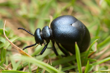 Short-necked oil beetle, Meloe brevicollis 