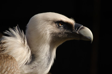 portrait of a vulture