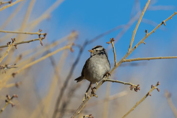 White Crowned Sparrow