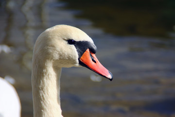 Swan