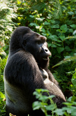 Dominant male mountain gorilla in rainforest. Uganda. Bwindi Impenetrable Forest National Park. An excellent illustration.