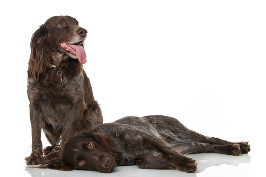 Zwei Hunde