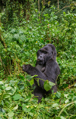 Dominant male mountain gorilla in the grass. Uganda. Bwindi Impenetrable Forest National Park. An excellent illustration.