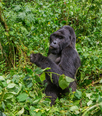 Dominant male mountain gorilla in the grass. Uganda. Bwindi Impenetrable Forest National Park. An excellent illustration.