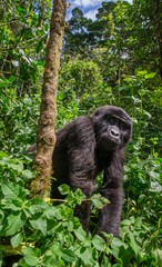 Mountain gorillas in the rainforest. Uganda. Bwindi Impenetrable Forest National Park. An excellent illustration.