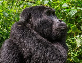 Mountain gorillas in the rainforest. Uganda. Bwindi Impenetrable Forest National Park. An excellent illustration.