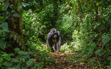 Fototapeta premium Dominujący samiec goryla górskiego w lesie deszczowym. Uganda. Park Narodowy Bwindi Impenetrable Forest. Doskonała ilustracja.