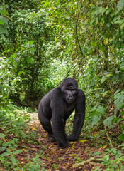 Dominant male mountain gorilla in rainforest. Uganda. Bwindi Impenetrable Forest National Park. An excellent illustration.