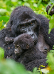 A female mountain gorilla with a baby. Uganda. Bwindi Impenetrable Forest National Park. An excellent illustration.