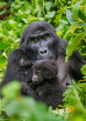 A female mountain gorilla with a baby. Uganda. Bwindi Impenetrable Forest National Park. An excellent illustration.