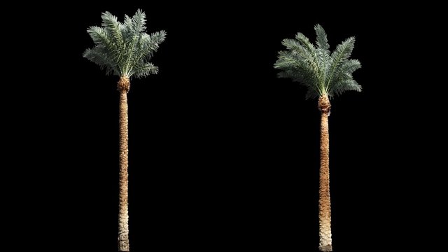2 blowing on the wind beautiful long green full size real tropical palm trees isolated on alpha channel with black and white luminance matte, perfect for film, digital composition.