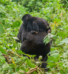 A female mountain gorilla with a baby. Uganda. Bwindi Impenetrable Forest National Park. An excellent illustration.