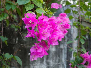 Pink bougainvillea flowers